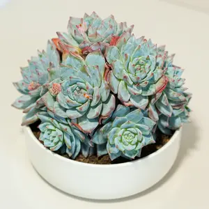 Live Cluster Blue Bird Echeveria Succulent, Fully Rooted Elegant Silvery Blue Rosette with Pink Tipped Leaves, Low Maintenance Beginner Friendly Indoor Desktop Decor