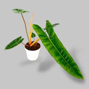 Philodendron Billietiae 4” - Low Maintenance Fast Growing Tropical Plant - Not Pet Safe