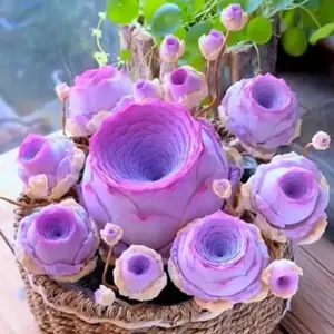 200pcs Mountain Rose Seeds – Beautiful Peach Rose Succulent for Indoor Pots & Tabletop Gardens