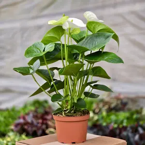 Anthurium White