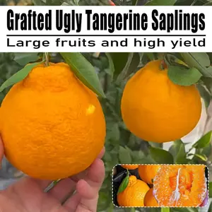 North South Potted Orange Saplings North South Potted Orange Saplings