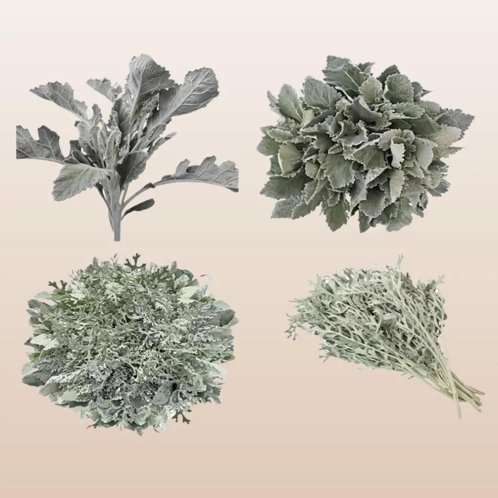 Dusty Miller Combo Mix - 50 Stems of Lacey Leaf & Broad Leaf for Wedding Bouquets & Winter Arrangements - 40cm Total Length - Perfect for Special Events