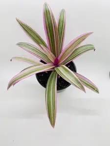 Rhoeo Tricolor Tradescantia Oyster Plant