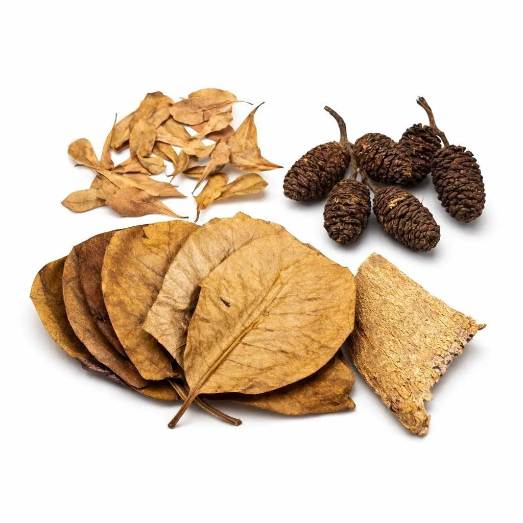 Betta Leaf Litter & Botanical Bundle – Indian Almond Leaves, Alder Cones & Bark for Natural Blackwater Aquariums