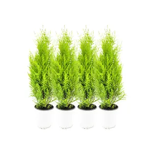 4-PK Live Dwarf Lemon Cypress, Cupressus macrocarpa ‘Goldcrest Wilma,’ Live Indoor Tree, Houseplant, Garden Plant, Fragrant Plant, 4.5-in Pots