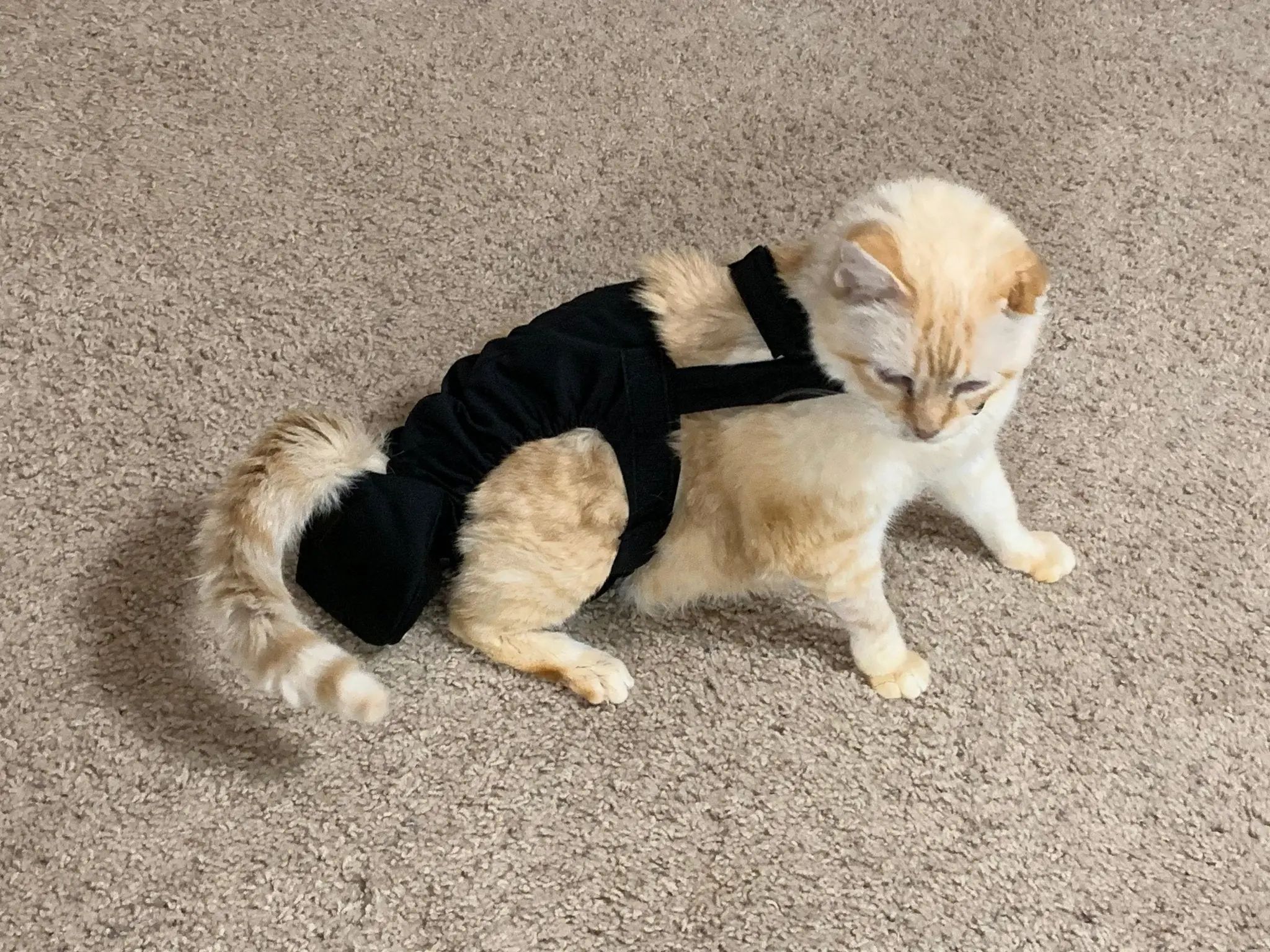 Diapurr Cat Diaper Diapurr Cat Diaper