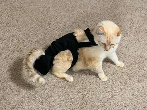 Diapurr Cat Diaper Diapurr Cat Diaper