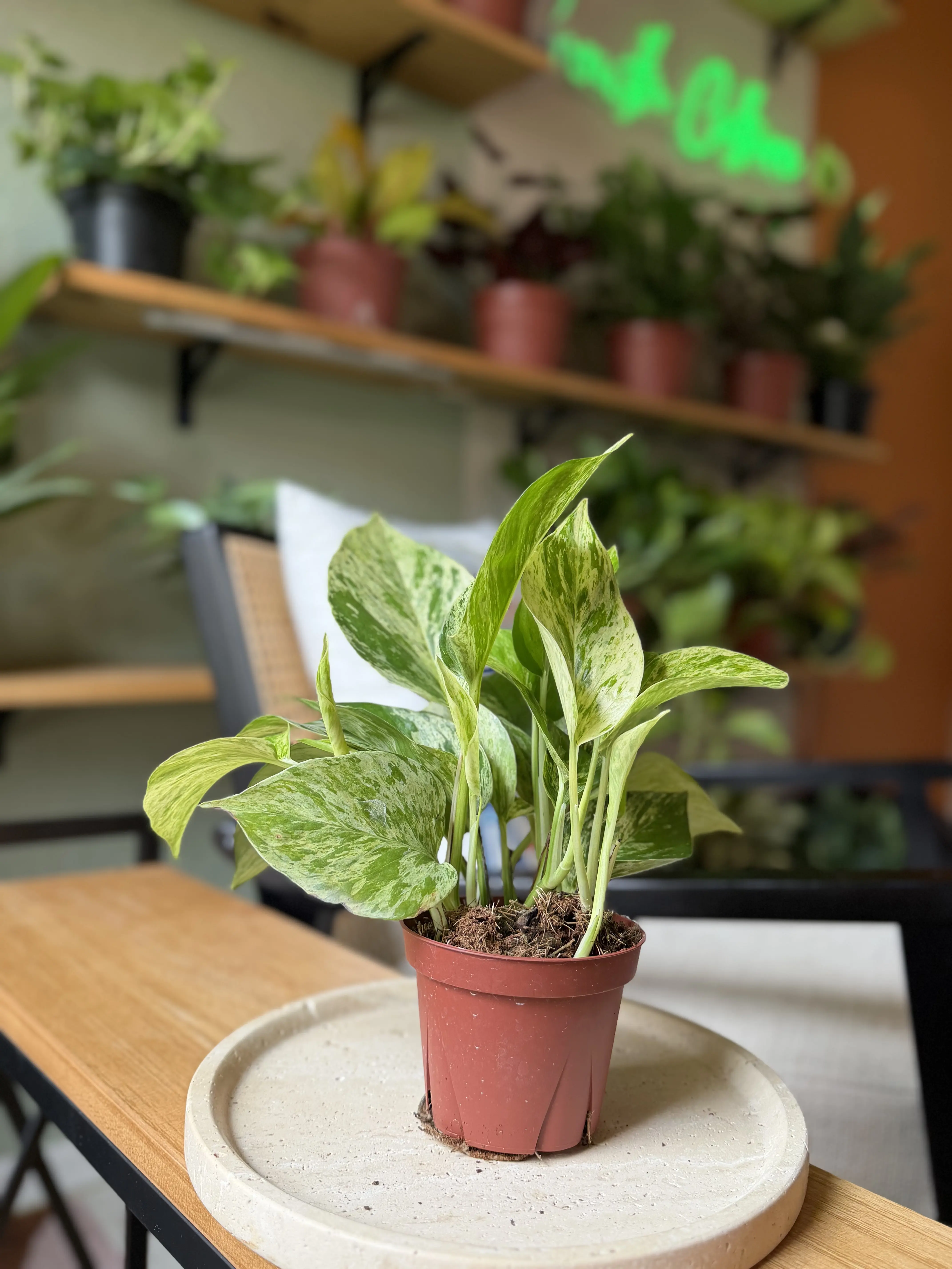 4" Marble Queen Pothos – Premium Variegated Indoor Houseplant - Beginner Friendly Plant