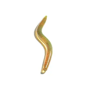 Worm - 10w30 Synthetic