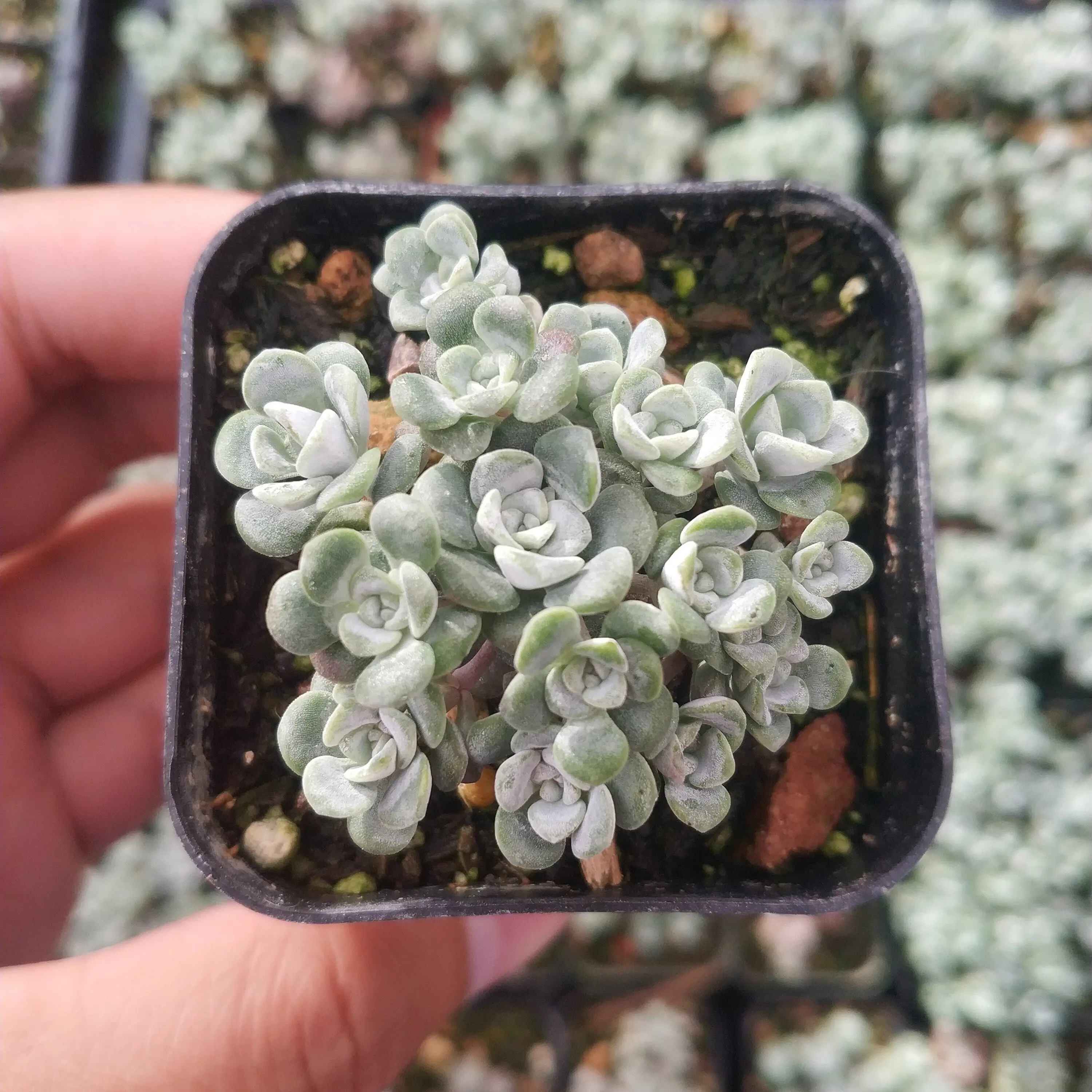 Sedum spathulifolium 'Cape Blanco' Stonecrop Sedum spathulifolium 'Cape Blanco' Stonecrop