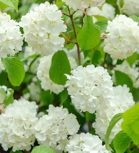 Eastern Snowball Bush (Viburnum) Live Plant in Trade Gallon Pot - Hardy Deciduous Shrub with Large White Flowers