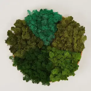Preserved Moss Natural Green DIY Kit Gardenning Art Wall Easter Table Wedding