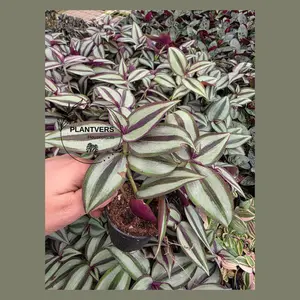 Wandering Jew Silver Plant 2” Pot | Tradescantia Zebrina | Purple Wandering Jew | Trailing Indoor Plant | Easy Care Houseplant