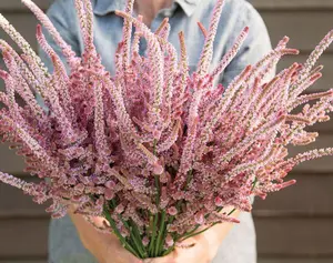 100 Suworowii Sea Lavender Statice Flower Seeds