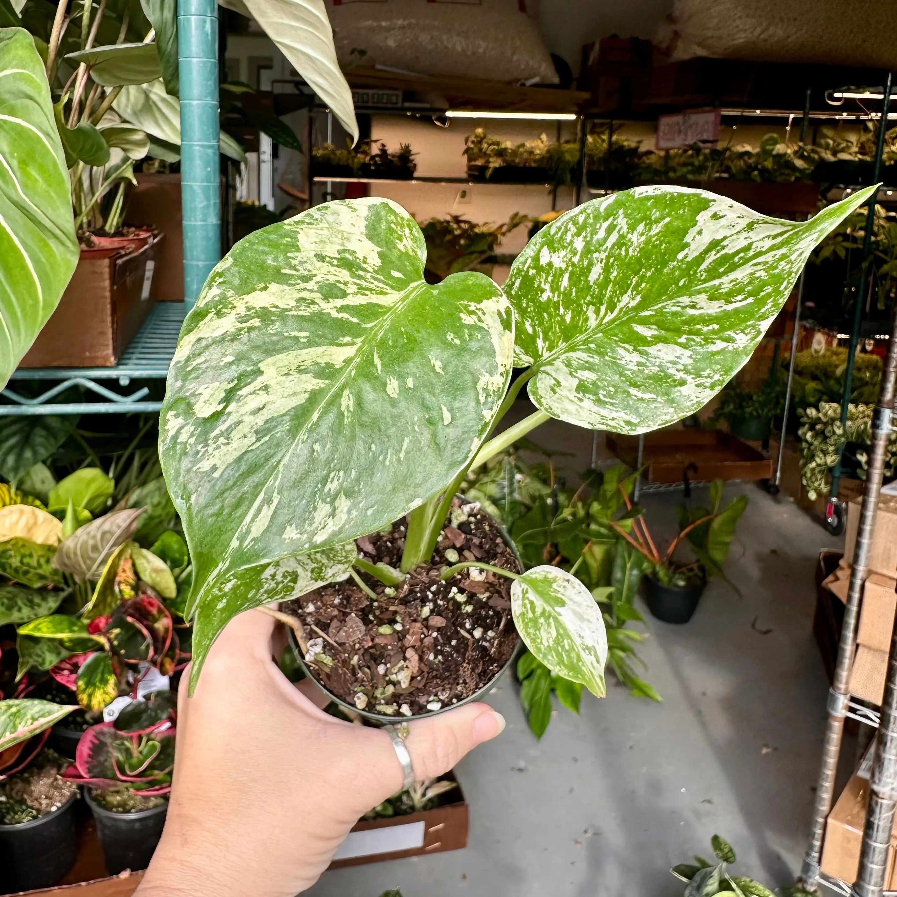 Monstera mint - 4” pot Monstera mint - 4” pot