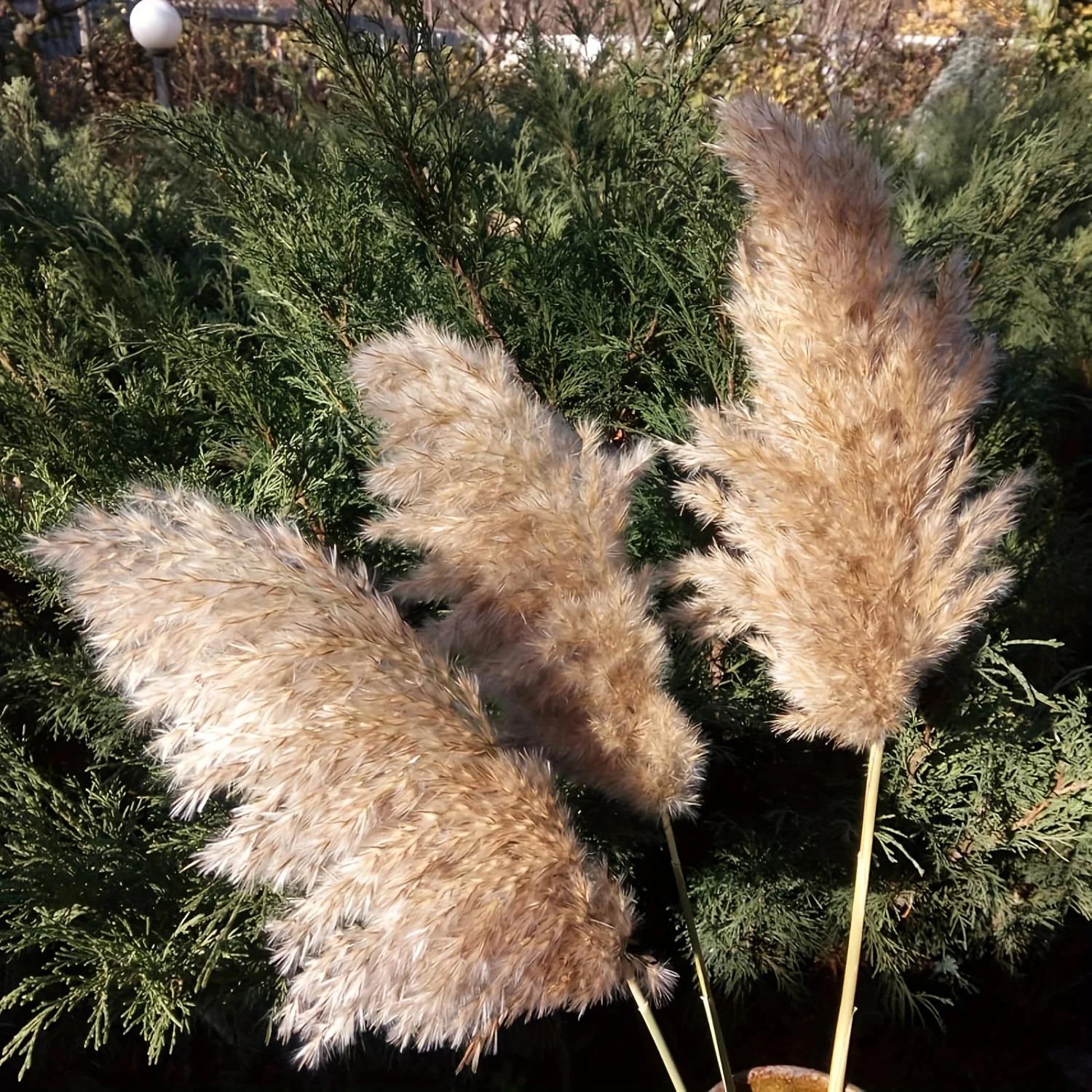 20 Pcs 23 Inch Tall Fluffy Pampas Grass XL Size Brown Dry Pompous Grass Decor Wedding Flower Boho Decor Natural Pompas Flower