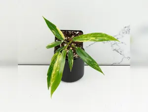 Philodendron 'Florida Beauty' x 'Tortum' *Grower's Choice*