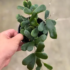 Hoya Rotundiflora 4” Potted Live Plant - Rare Exotic Houseplant - Rectangle Leaves - Wax Plant - Square Leaf Hoya - Tropical Gift - Unique Indoor Plant - Trailing Vine - Collector’s Item - Easy Care - Non-Toxic succulent