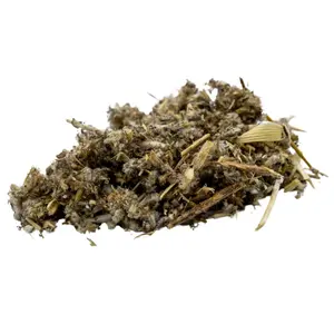 Horehound (Protection & Clarity) Spells, Rituals, Witchcraft Herbs