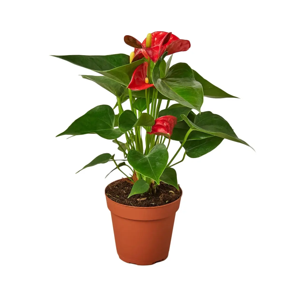 4 in. Red Anthurium Nursery Plant - Shade-Loving, Exotic-Look Indoor Garden Pot Plant for Home Improvement & Garden Supplies, Humidity-Thrives, Indoor Use, Year-Round Blooms