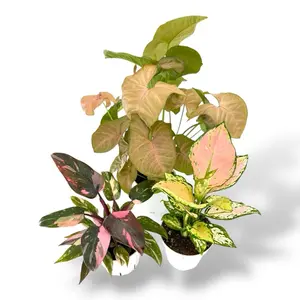 Assorted Pink Plant Bundle, 4 Inch Pots, Live Plants