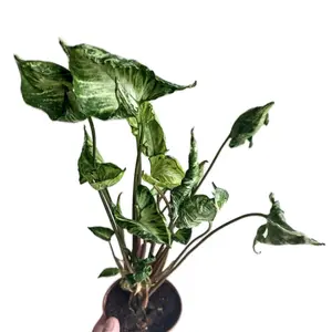 Syngonium Godzilla - Rare Arrowhead Houseplant - Live Plant in 4” pot - Unique Plant