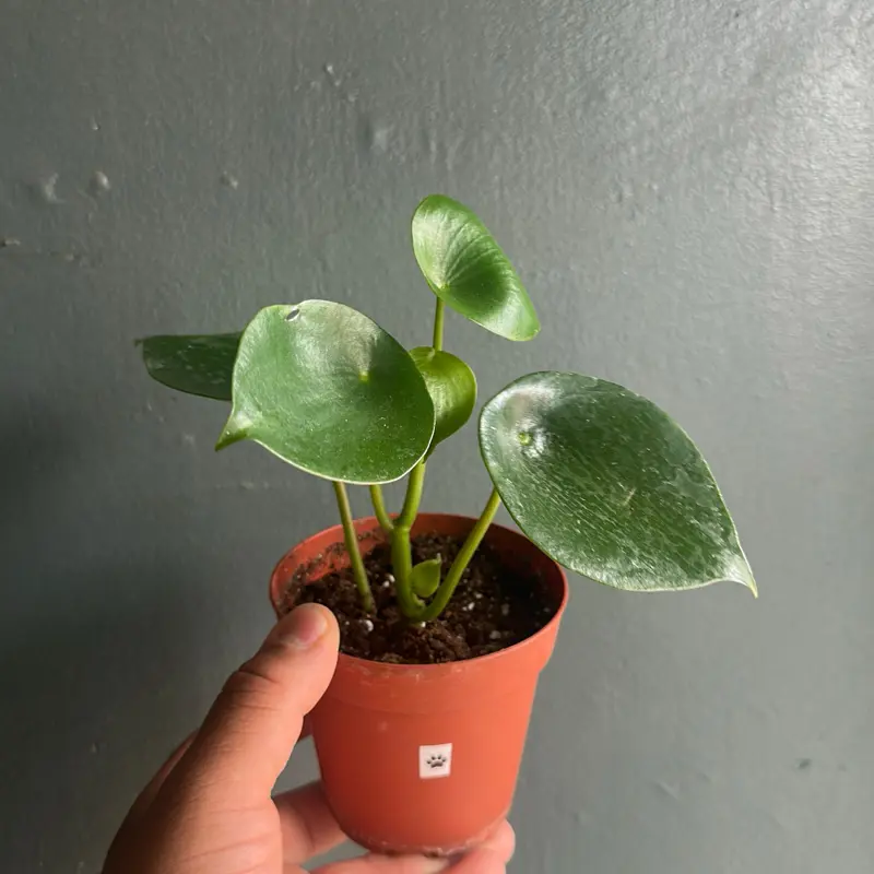 raindrop peperomia (peperomia polybotrya) 4 inch pot