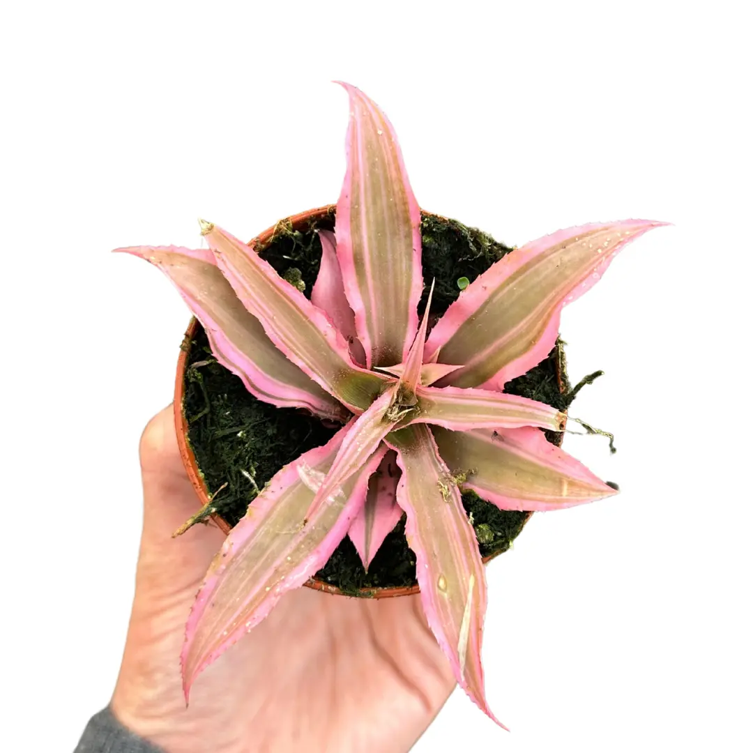 4" Pink Earth Star – Cryptanthus Bivittatus – Live Plant
