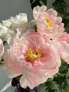 Mixed Peony Seeds Planting - 300 Peony Seeds Non-GMO Heirloom Seeds - Attracts Butterflies and Pollinators