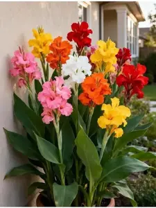 200 Pcs Hardy Perennial Canna Flower Seeds Mixed Colors Easy to Grow for Outdoor Garden Landscaping Backyard Pots Borders Bright