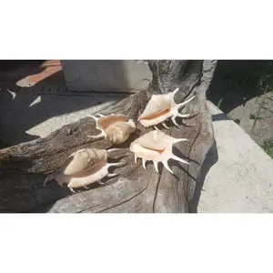 Spider Conch Shell- Lambis Lambis 4-5"+