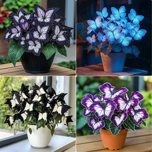 1000+ Rare Butterfly Hosta Seeds – Beautiful Garden Plants for Backyard Landscaping