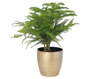 Thorsen's Greenhouse Live 4" Norfolk Pine Plantin Pot