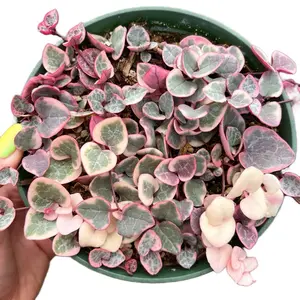 Variegated String Of Hearts 4” Hanging Succulent - Live Plant - Home Decor - Easy Care - Pet Safe Plant Variegated String Of Hearts 4” Hanging Succulent - Live Plant - Home Decor - Easy Care - Pet Safe Plant