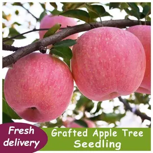 Crispy Apple Seedlings, Garden Plant Seedlings with Full Juicy Pulp and Bright Red Crystal Clear Appearance for Garden Decoration