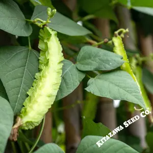 Bean Seeds - Pole - Winged Bean