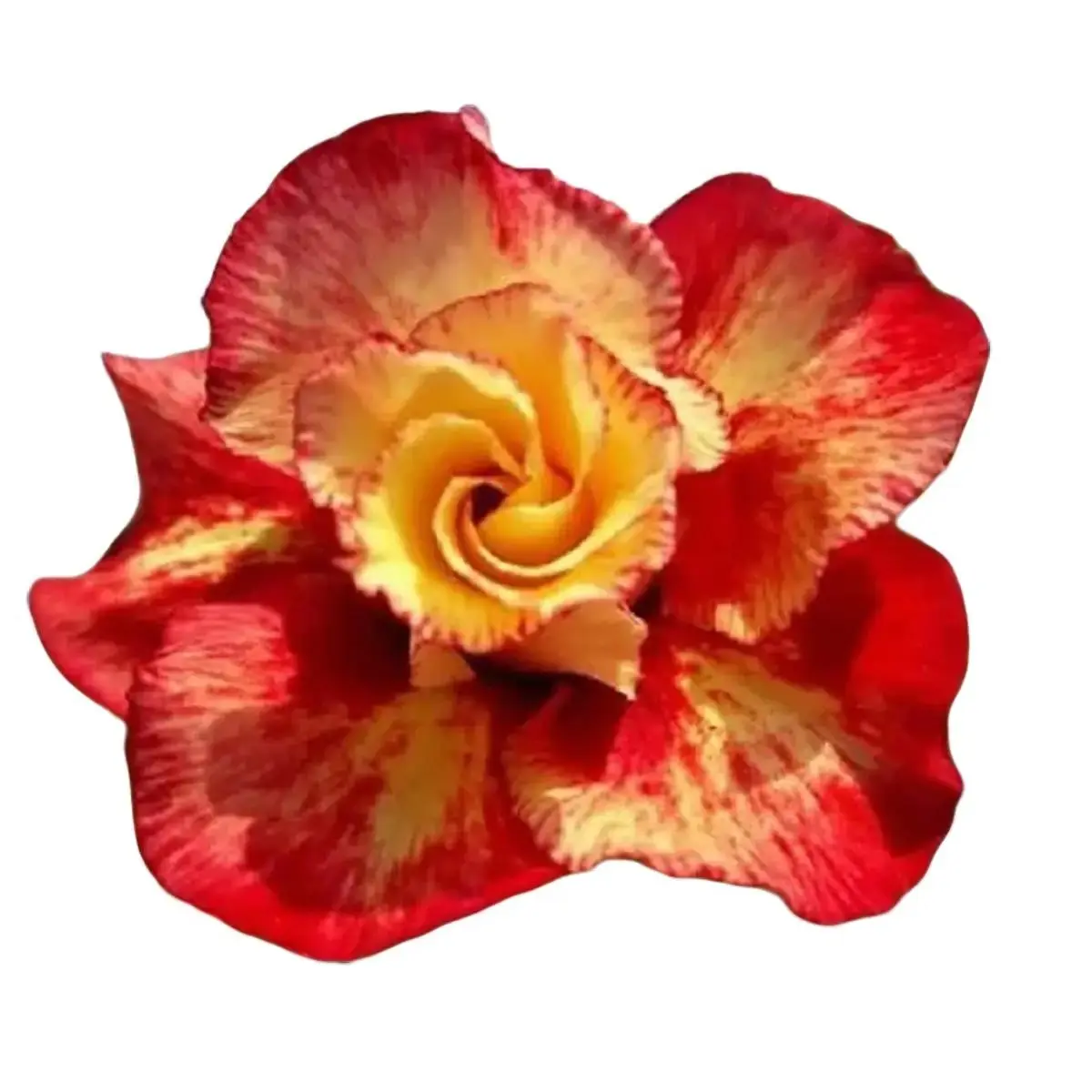 Green River 4 Pcs Red Orange Desert Rose Seeds – Decor Decoratives for Bonsai, Indoor & Outdoor Display, Drought-Tolerant Tropical Succulent Plant, USDA 9-11, Full Sun, Easy Care