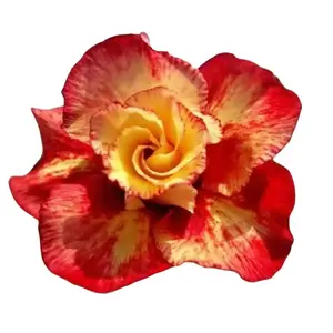 Green River 4 Pcs Red Orange Desert Rose Seeds – Decor Decoratives for Bonsai, Indoor & Outdoor Display, Drought-Tolerant Tropical Succulent Plant, USDA 9-11, Full Sun, Easy Care
