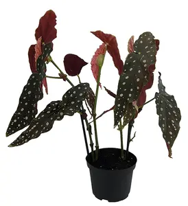 Rare Polka Dot Bat Wing Begonia Plant - Begonia maculata variegata - 6" Pot