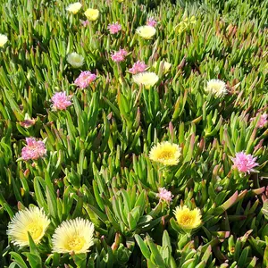 Carpobrotus edulis Hottentot Fig Ice Plant