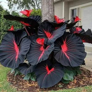 800 Pcs Black and Red Hosta Seeds – Rare Shade-Loving Perennials to Instantly Transform Your Garden into a Stunning Retreat