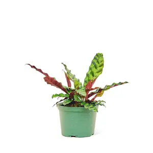 Calathea 'Rattlesnake', Medium