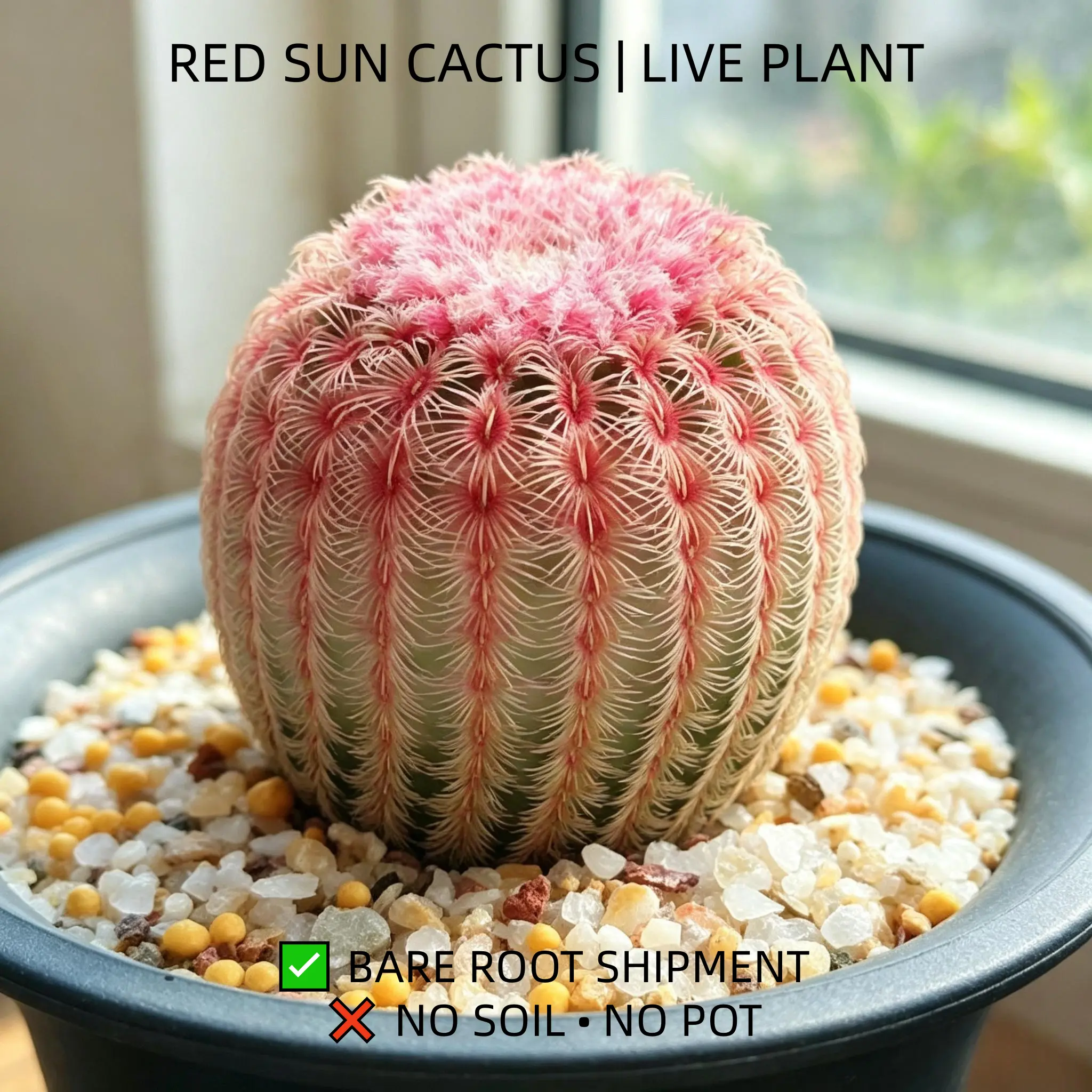 Live Red Sun Cactus Bare Root (Echinocereus Rigidissimus Rubispinus) Rare Pink Red Spine Ball Cactus, Indoor Desktop Succulent Ornament, Low Maintenance Live Cactus Plant, Shipped Bare Root Without Soil & Pot