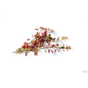 Ludwigia Big Leaf Dark