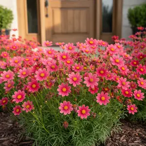 1000 Pink Coreopsis Seeds Rare Tickseed Flower Seeds Bright Perennial Blooms for Garden Borders Wildflower Beds Easy to Grow Hardy Plant