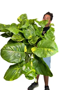 10" XXL Hanging Hawaiian Pothos (Large Golden Pothos), Live Houseplant, Indoor Plant