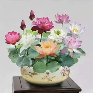 20 Mixed Color Bowl Lotus Seeds -Premium Bonsai Set for Beautiful WaterPlants - Non-GMO Heirloom Variety forIndoor or Outdoor Ponds
