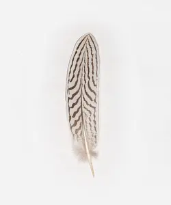 Silver Pheasant Tail Hat Feather - Stylish Hat with Feather Design for Casual Wear