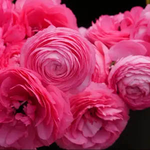 (10) Amandine Rose Ranunculus Corms Bulbs Buttercups Flowers Garden