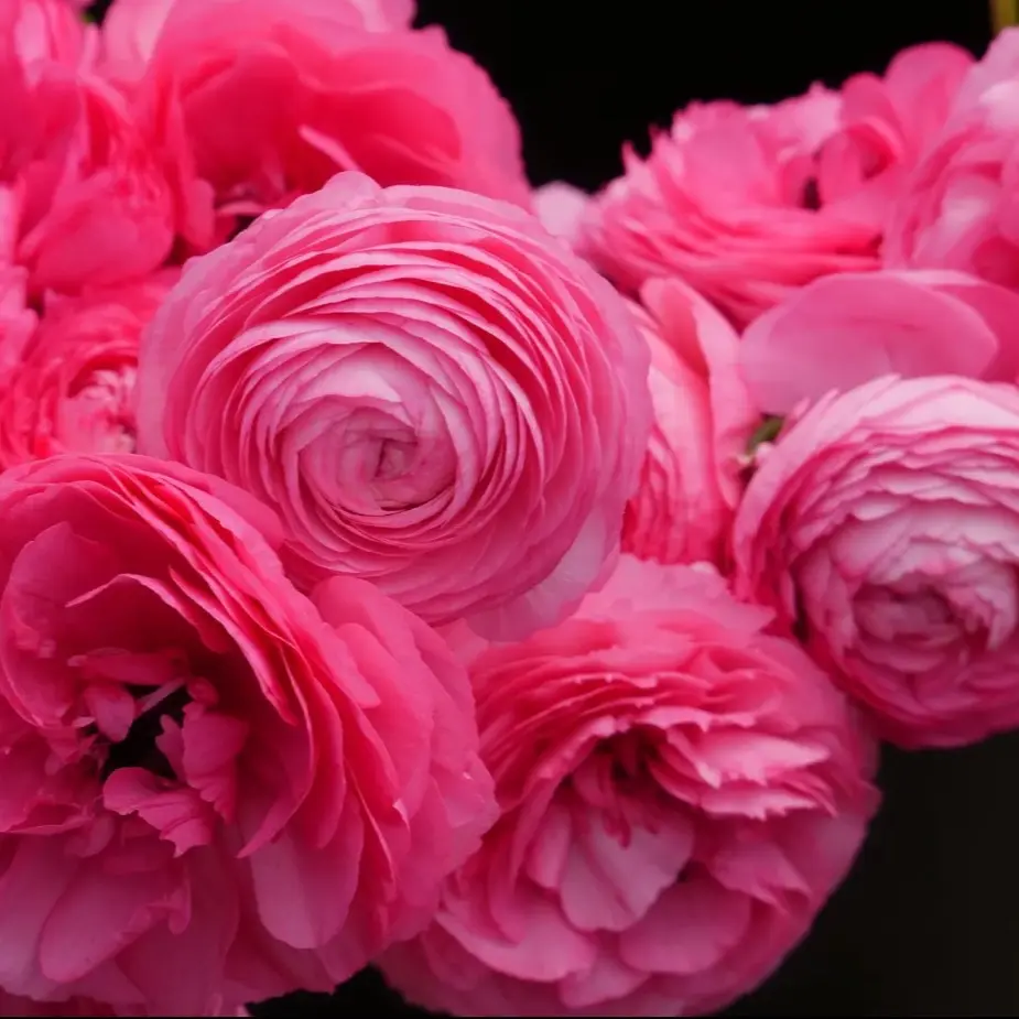 (10) Amandine Rose Ranunculus Corms Bulbs Buttercups Flowers Garden